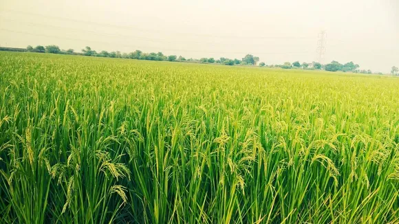 paddy field