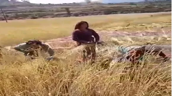wheat