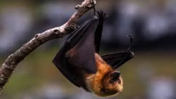 Bat