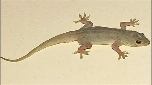 CHIPKALI