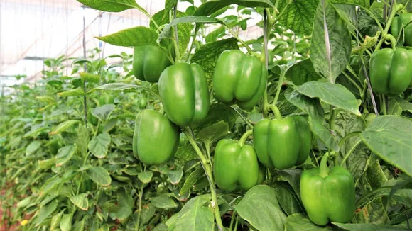 capsicum
