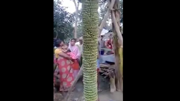 banana tree