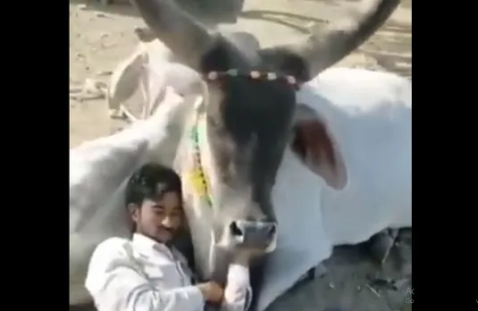 cow