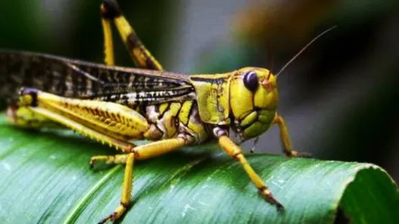 locusts