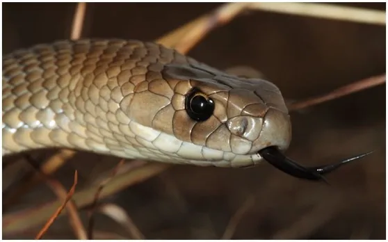 snake