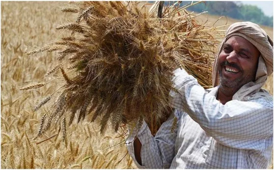 farmer wheat crop 100 5