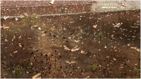 Locust