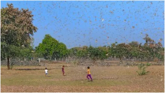 Locust1