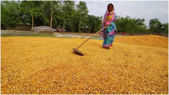 maize