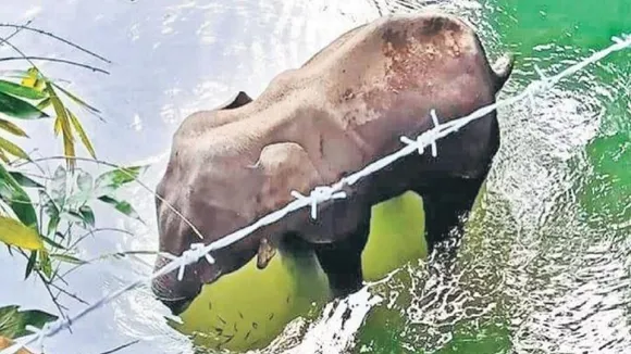 elephant
