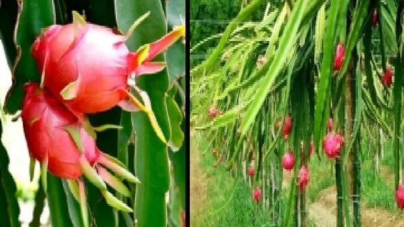 Bihar Farming