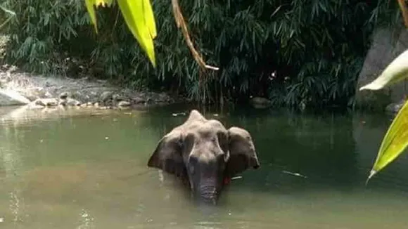 elephant