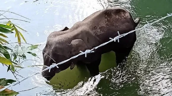 elephant 38