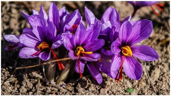 Saffron