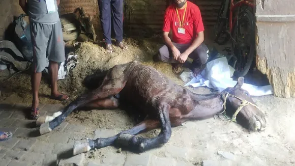 horse death