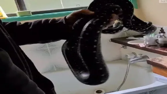 snake