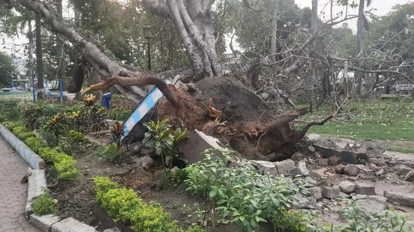 Bhopal tree