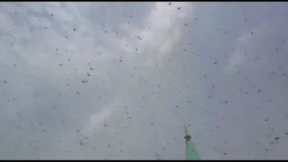 Locusts
