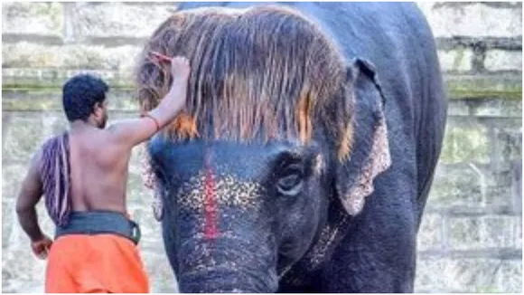 Elephant Hairstyle