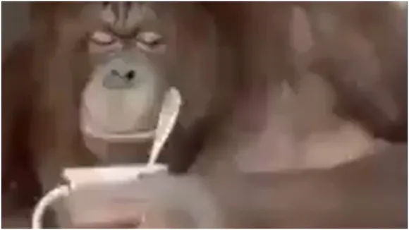 Monkey