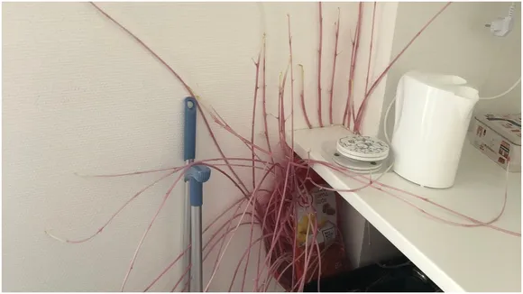 Potato Roots