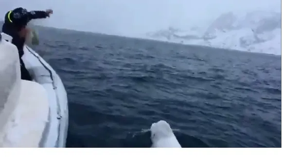 Beluga whale