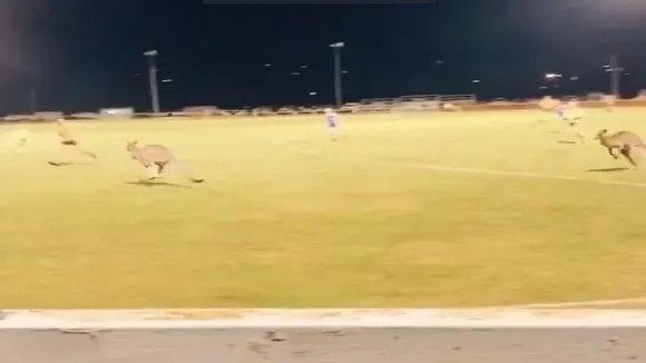 kangaru
