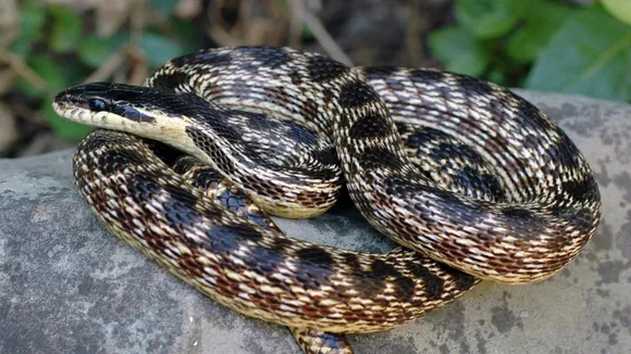 Snake