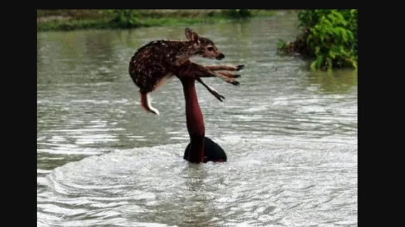 bahuli boy flood pic