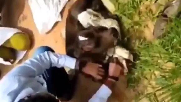 cow2