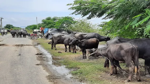 Bihar Floods Animals