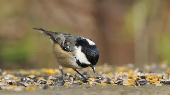 bird