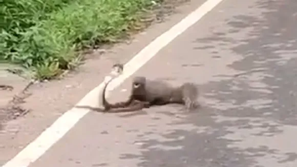 snake mongoose