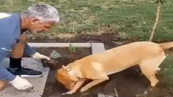 dog