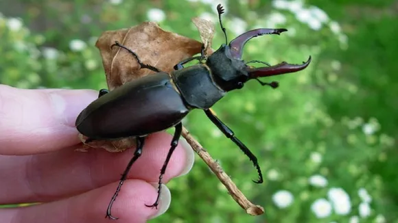stag beetal