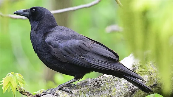 crow