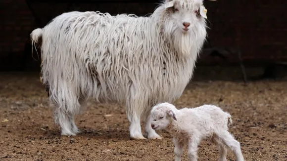 pashmina sheep