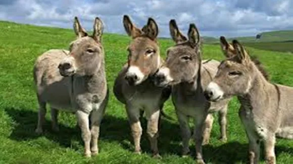 Donkey