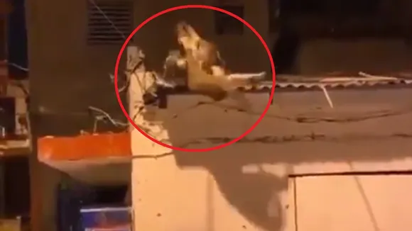 cat fight
