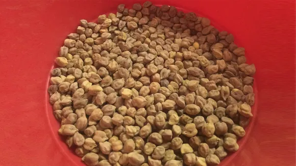 Chana Price Today