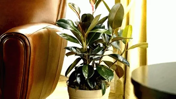 plants