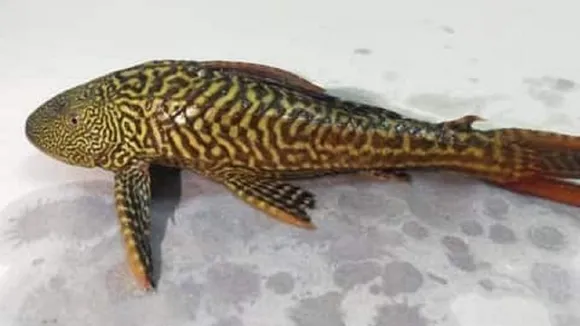 suckermouth
