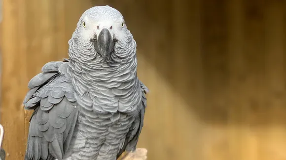 african parrot