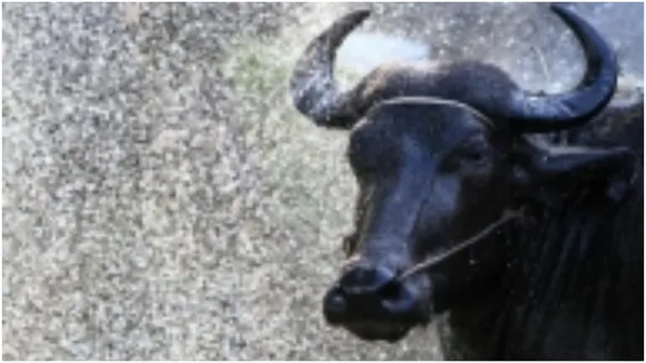 Buffalo solved the case of theft