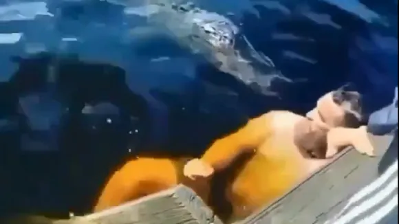 crocodile2