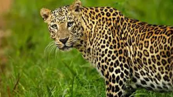 LEOPARD