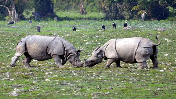 Rhinoceros