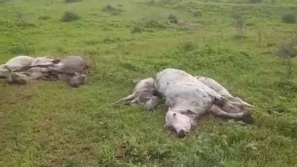 cow death
