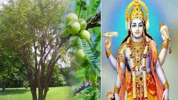 आंवला नवमी 2020