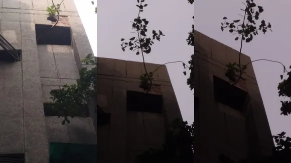 peepal tree on flat
